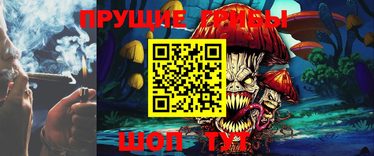 Псилоцибиновые грибы Psilocybe Северобайкальск