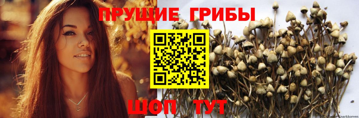 Галлюциногенные грибы Cubensis  Галлюциногенные грибы мицелий  Вход с VPN  где купить наркотик  Северобайкальск 